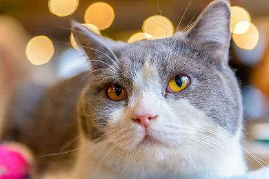 恐怖钓鱼游戏《Drowned Lake》台北电玩展试玩实机 支持简中